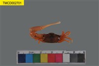 藏品(糾結南方招潮蟹)的圖片